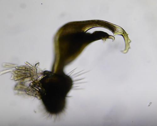 Réf. 319 307 : Polydesmus racovitzai